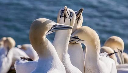 田径赛事赛场爆料:技术官员涉嫌赛后指控,尤文球员紧急应对